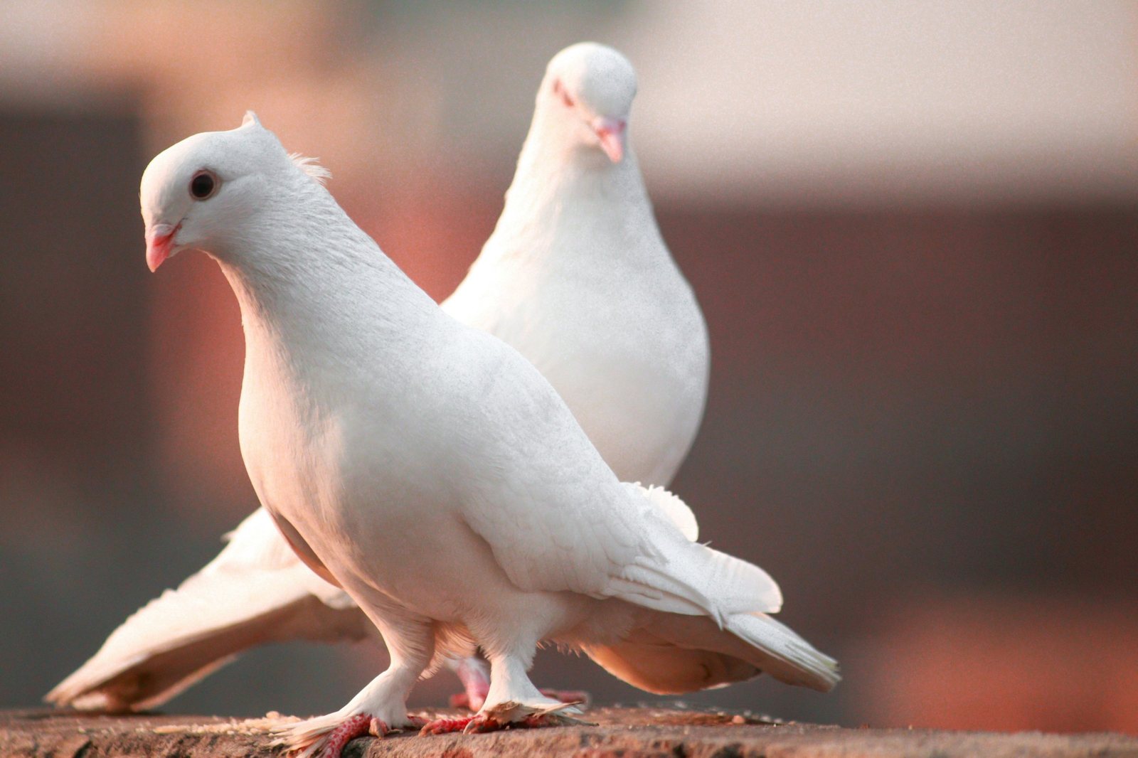 Two white doves standing together in warm evening light
